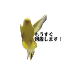 インコのサスケ君（個別スタンプ：5）