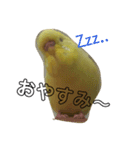 インコのサスケ君（個別スタンプ：8）