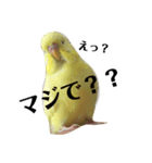 インコのサスケ君（個別スタンプ：9）