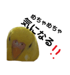 インコのサスケ君（個別スタンプ：10）