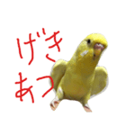 インコのサスケ君（個別スタンプ：11）
