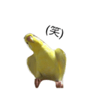 インコのサスケ君（個別スタンプ：12）