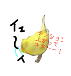 インコのサスケ君（個別スタンプ：13）