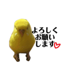 インコのサスケ君（個別スタンプ：14）
