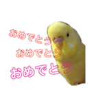 インコのサスケ君（個別スタンプ：15）