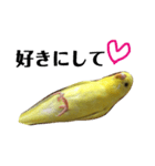 インコのサスケ君（個別スタンプ：16）