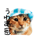 実写版の猫（個別スタンプ：1）