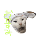実写版の猫（個別スタンプ：3）