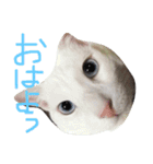 実写版の猫（個別スタンプ：4）