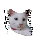 実写版の猫（個別スタンプ：5）