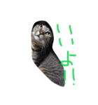 実写版の猫（個別スタンプ：6）