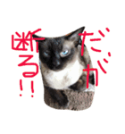 実写版の猫（個別スタンプ：7）