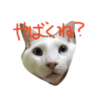 実写版の猫（個別スタンプ：8）
