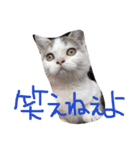 実写版の猫（個別スタンプ：9）