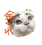 実写版の猫（個別スタンプ：11）