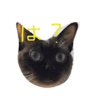 実写版の猫（個別スタンプ：12）