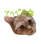 実写版の猫（個別スタンプ：13）