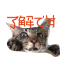 実写版の猫（個別スタンプ：14）