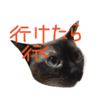 実写版の猫（個別スタンプ：15）