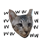 実写版の猫（個別スタンプ：16）