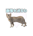 癒される猫の親子（個別スタンプ：2）