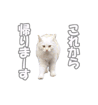 癒される猫の親子（個別スタンプ：4）