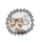 癒される猫の親子（個別スタンプ：11）