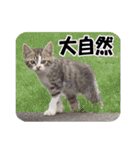 癒される猫の親子（個別スタンプ：34）