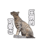 癒される猫の親子（個別スタンプ：37）