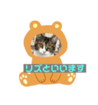 LIZ たん たん（個別スタンプ：4）