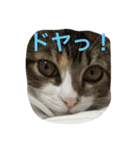 LIZ たん たん（個別スタンプ：7）