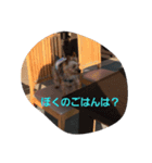 ヨークシャー·テリア（個別スタンプ：3）