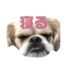 鼻ぺちゃ夫とぺちゃ子（個別スタンプ：2）