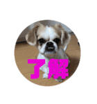 鼻ぺちゃ夫とぺちゃ子（個別スタンプ：3）