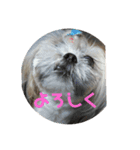 鼻ぺちゃ夫とぺちゃ子（個別スタンプ：5）