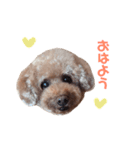 Chocolat poodle.（個別スタンプ：1）