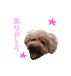 Chocolat poodle.（個別スタンプ：2）