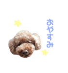 Chocolat poodle.（個別スタンプ：3）