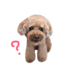 Chocolat poodle.（個別スタンプ：4）