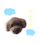 Chocolat poodle.（個別スタンプ：5）