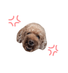 Chocolat poodle.（個別スタンプ：6）