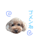 Chocolat poodle.（個別スタンプ：7）