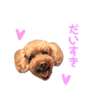 Chocolat poodle.（個別スタンプ：8）