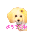 プーちゃん姉妹いいお返事しますよぉ（個別スタンプ：17）
