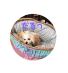 プーちゃん姉妹いいお返事しますよぉ（個別スタンプ：19）