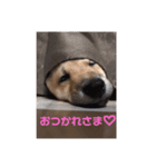 マメタスタンプ（個別スタンプ：6）