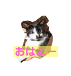 はちわれ猫のおむすび（個別スタンプ：1）