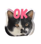 はちわれ猫のおむすび（個別スタンプ：3）