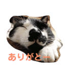 はちわれ猫のおむすび（個別スタンプ：5）