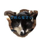 はちわれ猫のおむすび（個別スタンプ：6）